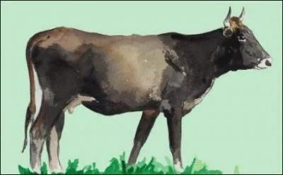 Hé, le continental : ce n'est pas parce que je suis ce que je suis que tu crois que mon lait va te tomber tout seul dans le seau ! D'où viens-je ?