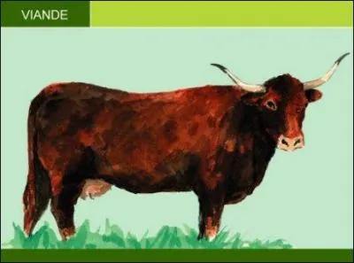 Et voici, pour terminer, une des plus célèbre race de bonne viande. Ça en a l'air et ça l'est ! Alors ?