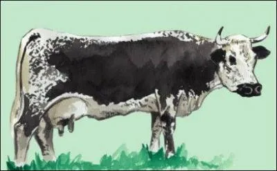 Moi, je ne me fais pas de mouron, dans cette vie de chiendent. Uniquement de la luzerne et du lupin, l'Arsne. Mais comment je m'appelle, d'abord ?