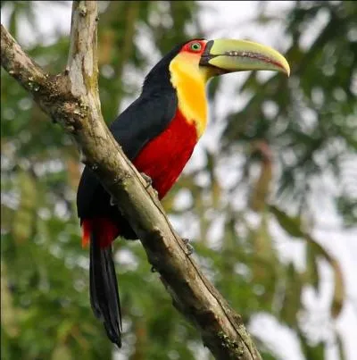 Facilement reconnaissable à la répartition de sa couleur, il est :