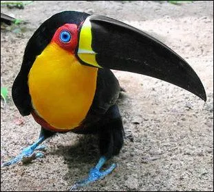 Celui-ci existe sous deux formes, il s'agit du :