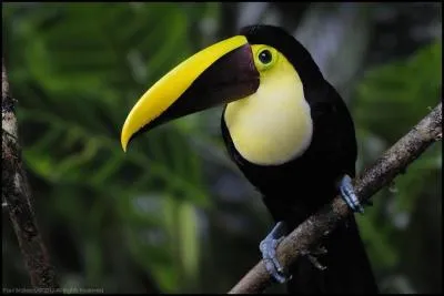 Reconnaissable à la couleur de son bec, c'est le :