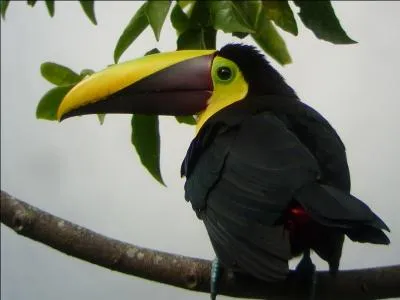 Celui ressemble fortement à un autre toucan, pourtant la forme de son bec est différente ; il est le :