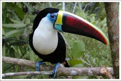Ce sublime toucan est un :