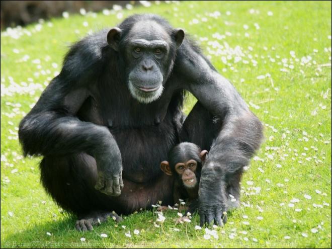 Шимпанзе с ребенком загрузить