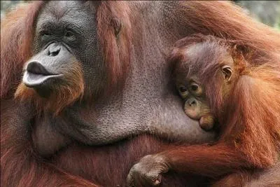 L'homme des forêts est le :