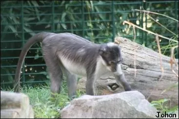 Ce beau singe est un :