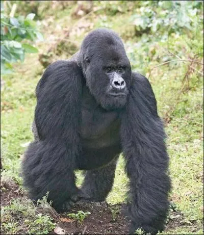 Le plus rare de tous les grands primates, il est le :