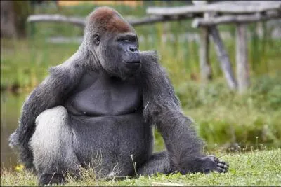 Et celui-ci est un :