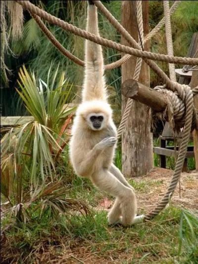 Ce magnifique primate est un :