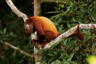 Celui-ci a un cri qui s'entend à des kilomètres ! Il est le :