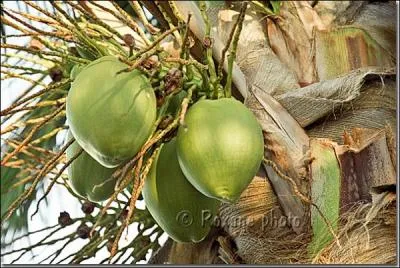 Je pense que vous connaissez tous ce fruit protégé par une coque lisse et contenant un liquide laiteux très agréable à boire. Son nom est :