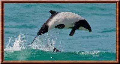 Comment s'appelle ce dauphin à la couleur très reconnaissable ?