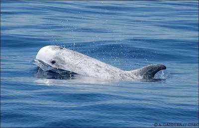 Quel est le nom de ce grand dauphin reconnaissable aux cicatrices qu'il possède sur tout le corps ?