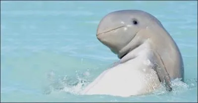 Quel est ce dauphin de taille moyenne qui ressemble fortement à celui de la question 12 ?