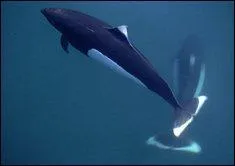 De quel marsouin grand, robuste et facilement identifiable grâce à sa couleur s'agit-il ?