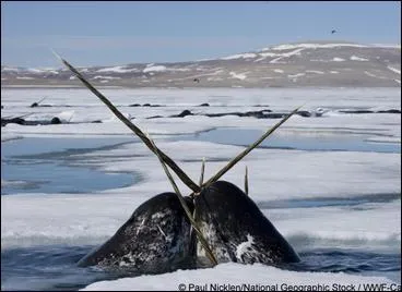 La licorne des mers ! Sur cette photo, vous pouvez apercevoir un combat entre deux de ces animaux appelés aussi...