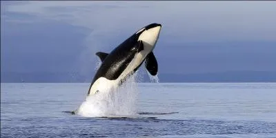 Où peut-on voir ce sublime animal en France ?