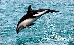 Quel est ce magnifique dauphin ?