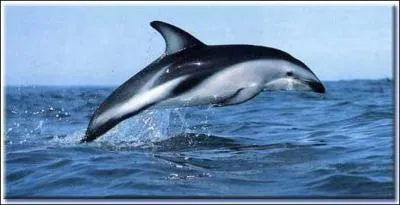 Ce dauphin est plus petit que celui de la question précédente, il s'agit donc du...