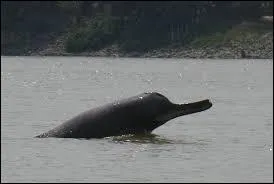 Encore un dauphin d'eau douce mais celui-ci vit en d'Asie. Comment le nomme-t-on ?