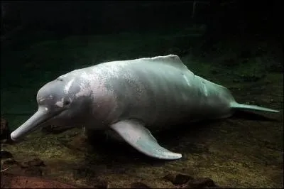 Celui-ci vient également d'Asie. Malheureusement, n'ayant pas été aperçu depuis de nombreuses années, il a été déclaré éteint. De quel dauphin s'agit-il ?