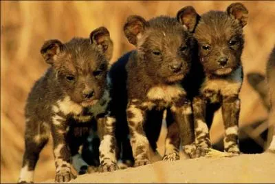 Quelles bouilles adorables ont ces bébés...