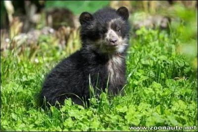 Quel adorable ourson...