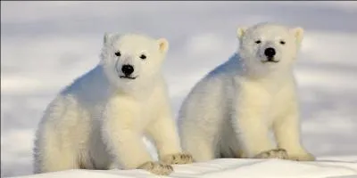 Ceux-là sont reconnaissables entre 1000, ce sont des oursons...