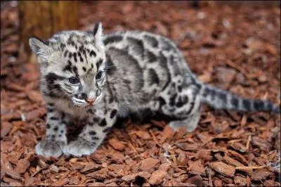 Oh, quel beau bébé...