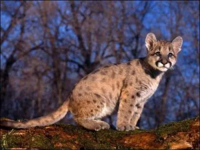 Oh, quel sublime bébé...