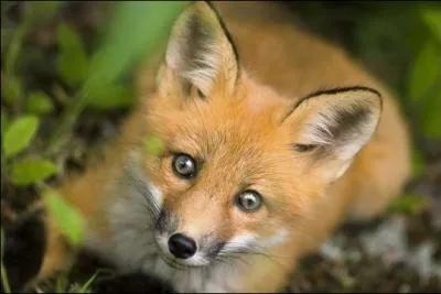 Oh, quelle bouille à bisous qu'il a celui-là ! C'est un...