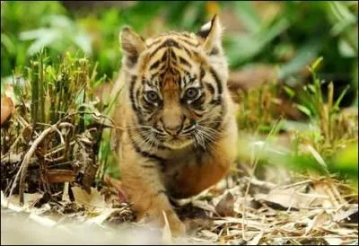 Celui-là, tout le monde rêverait d'en avoir un chez lui ! Par contre quand il grandit, il devient immense ; il s'agit d'un...