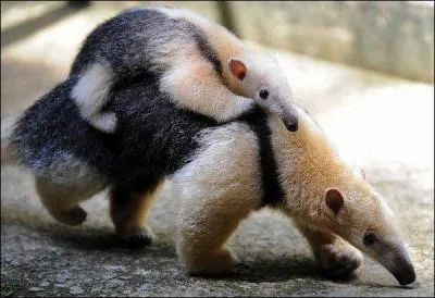 Oh ! Il se balade toujours sur le dos de sa mère, il est petit c'est un bébé...