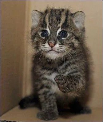 Oh, qu'il est mignon ! Il s'agit d'un...