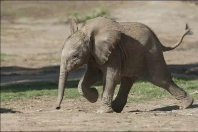 Quelle adorable petite trompe ! Il s'agit d'un...