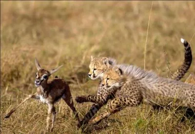 Pour mieux se camoufler, quand ils sont jeunes, ces bébés ont une grande crinière argentée, ce sont des...