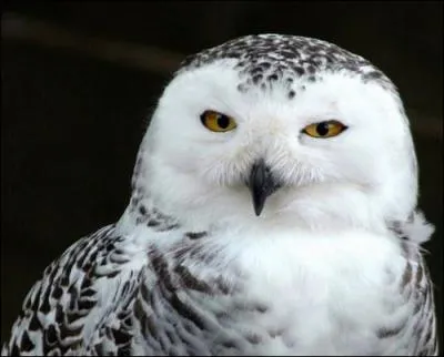 Dans lequel de ces films avez-vous sûrement déjà vue une chouette blanche ?