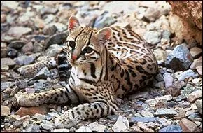 Sur quel continent l'ocelot vit-il ?