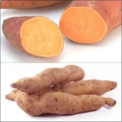 Plante vivace brune de la famille des convolvulacées très répandue dans les régions tropicales et subtropicales où on la cultive pour ses tubercules comestibles :