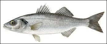 Parmi ces poissons, lequel n'est pas un poisson d'eau douce ?