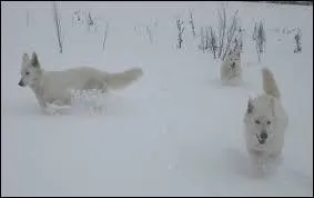 Ils leur faut du monde autour d'eux.