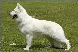 Sont-ils des chiens de race ?