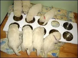 Ils mangent du royal canin ou du proplan ?