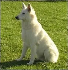 Quel est leur caractère ?