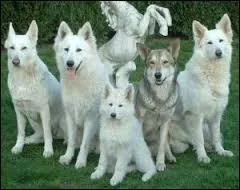 Faut-il leur donner les croquettes à la main ?