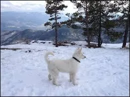 Peuvent-ils garder les troupeaux ?