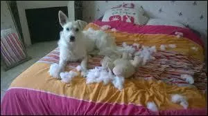 Ils font des bêtises.