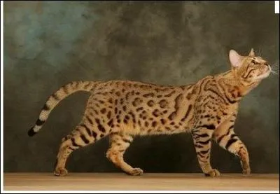 Autrefois en Asie, dans la croyance du bouddhisme, que croyait-on que le chat faisait après sa mort ?