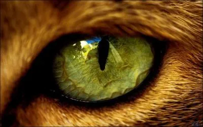 Revenons en Chine. Au début, qui croyait-on que le chat pouvait protéger des démons grâce à ses yeux brillants dans le noir ?